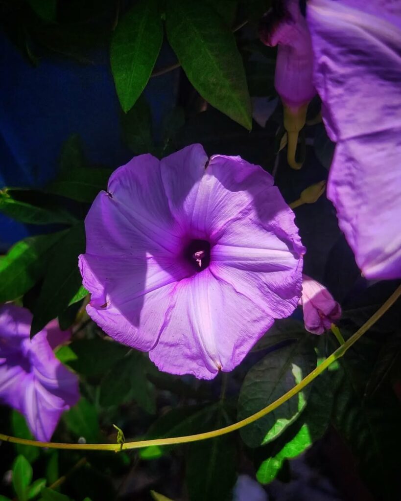 As Trepadeiras que Florescem em Vasos e Mudam a Paisagem do Seu Lar