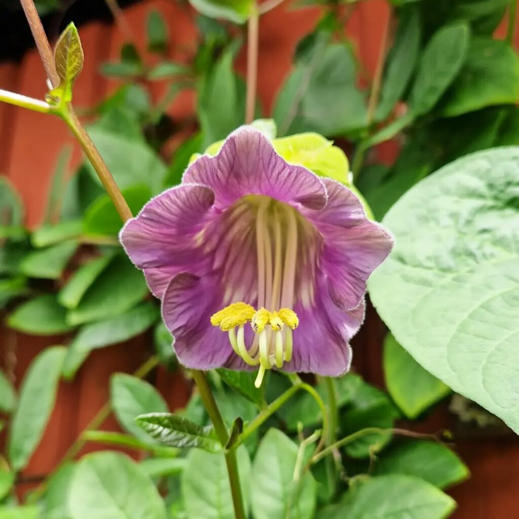 As Trepadeiras que Florescem em Vasos e Mudam a Paisagem do Seu Lar