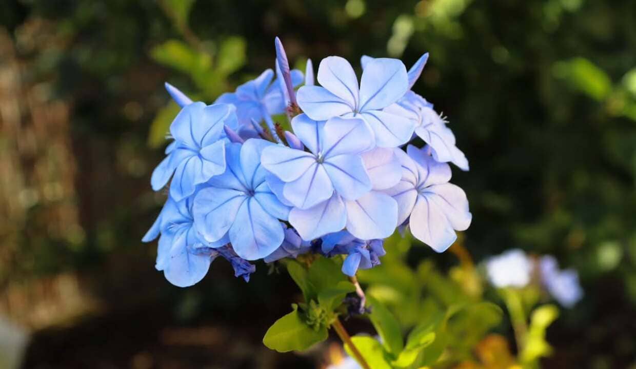 Plumbago auriculata: a planta versátil que conquista jardins com flores azul-celeste