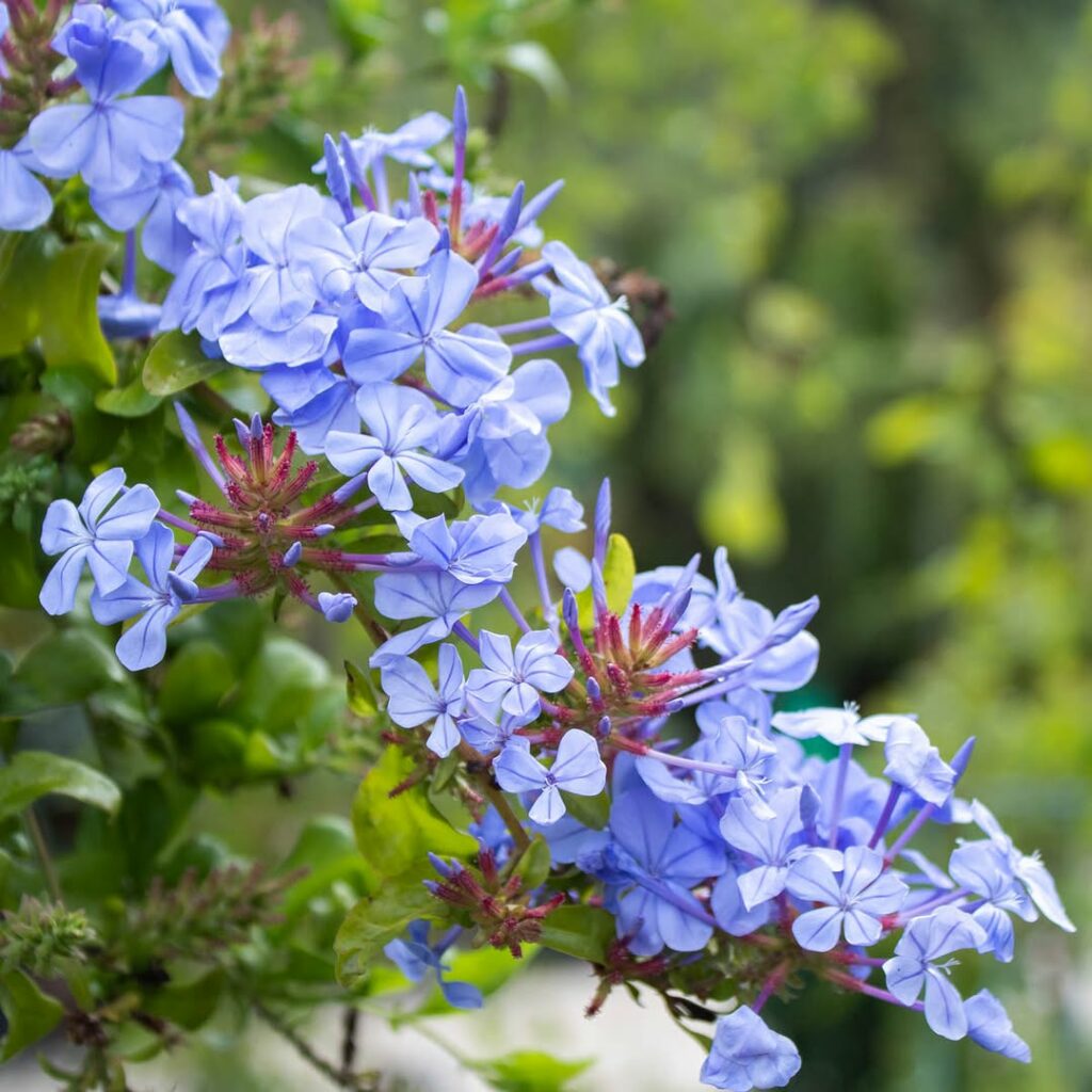 Plumbago auriculata: a planta versátil que conquista jardins com flores azul-celeste