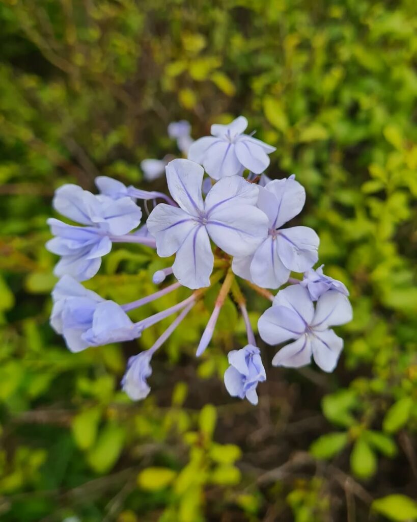 Plumbago auriculata: a planta versátil que conquista jardins com flores azul-celeste