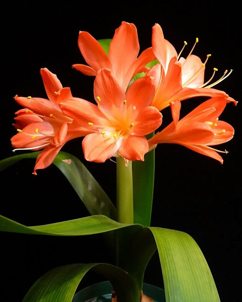 Clivia miniata: flores laranjas em forma de buquê que anunciam boas energias