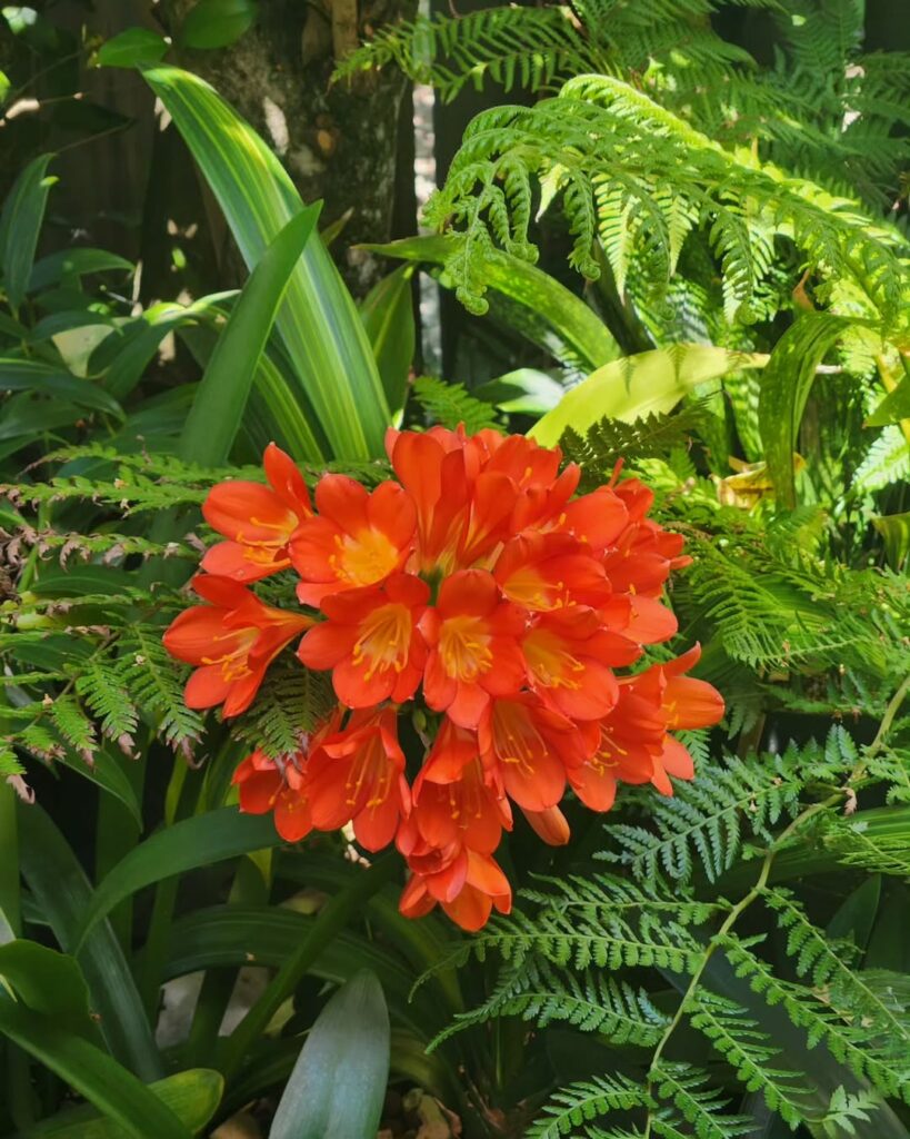 6 Plantas de meia-sombra que despertam na primavera e brilham até o verão