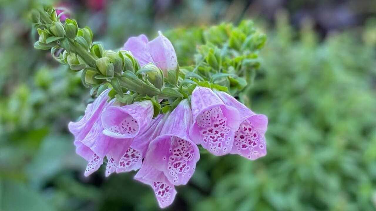 Cuidado com a planta dedaleira: mesmo com aparência delicada, ela pode provocar intoxicação cardíaca!