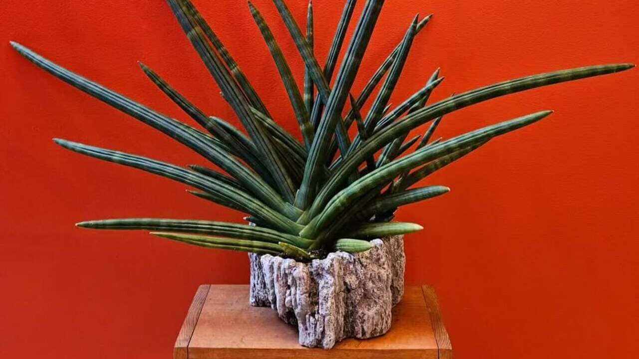 Espada-de-Iansã: a planta que une força, proteção e beleza no seu jardim