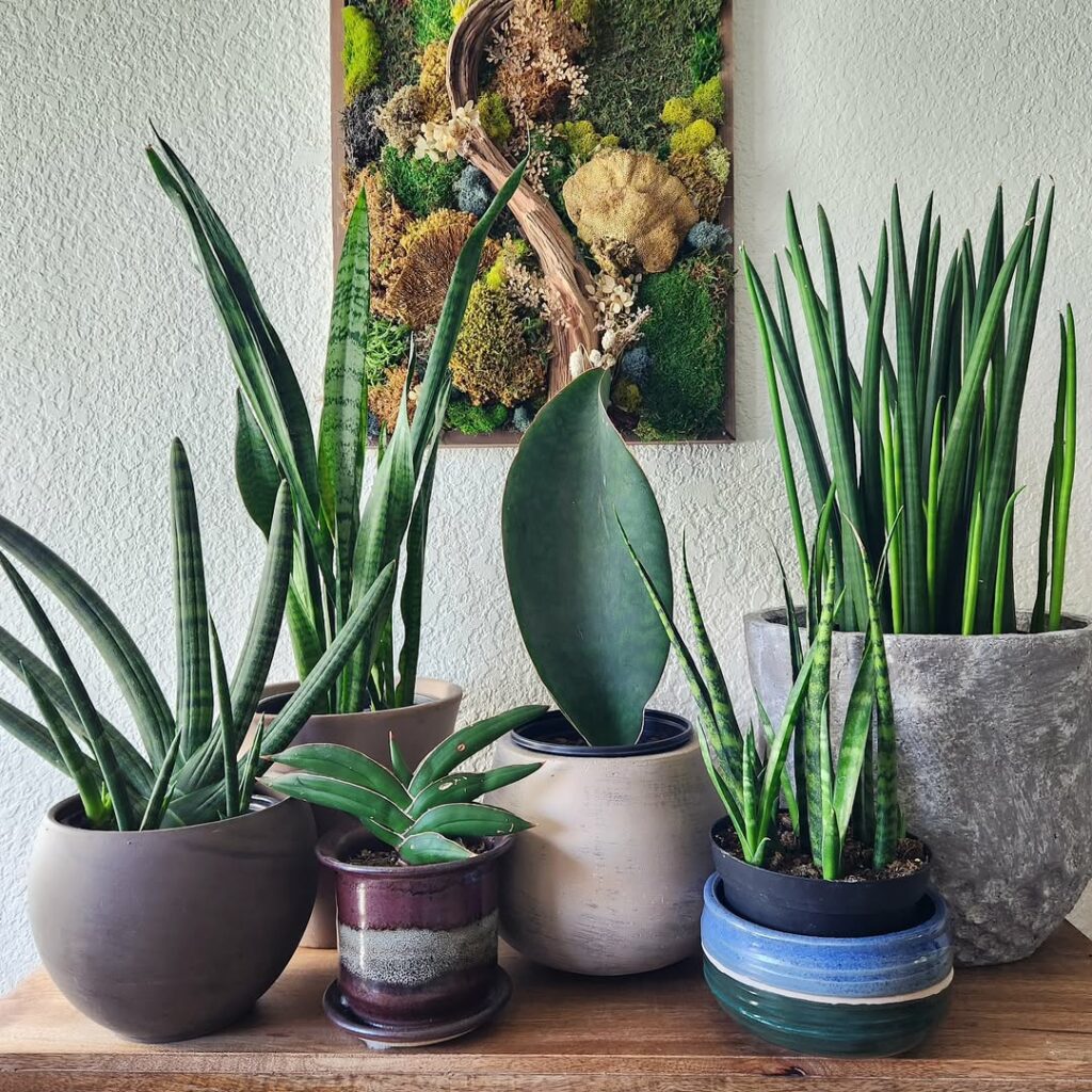 Espada-de-Iansã: a planta que une força, proteção e beleza no seu jardim