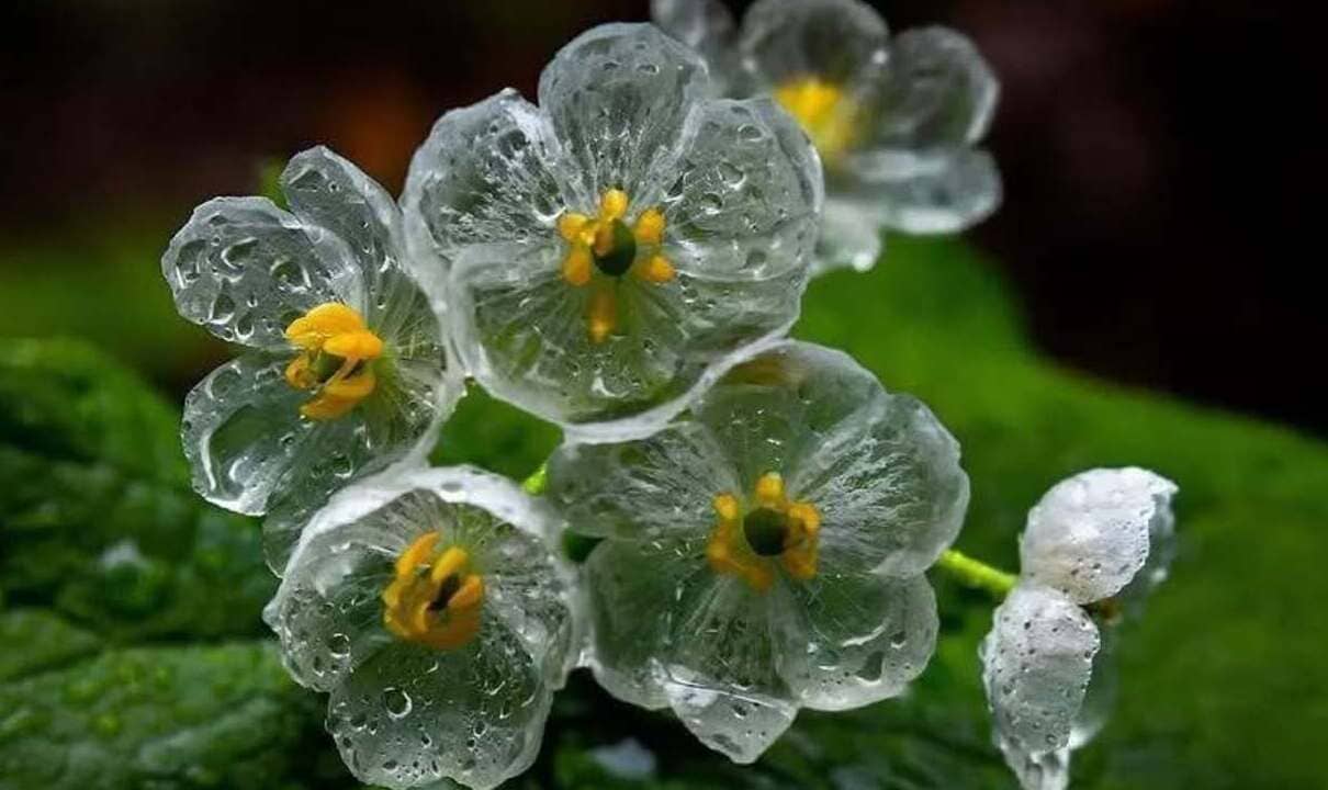 Flor esqueleto: o mistério delicado da Diphylleia grayi, que fica transparente com a água