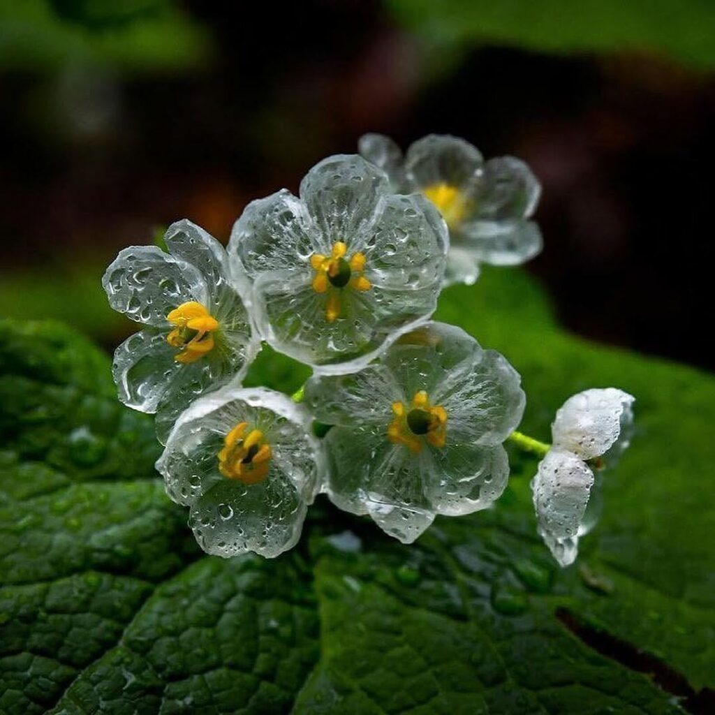 Flor esqueleto: o mistério delicado da Diphylleia grayi, que fica transparente com a água