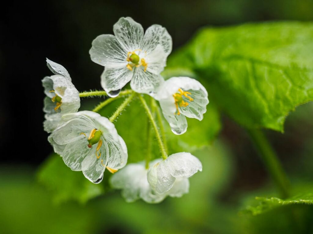Flor esqueleto: o mistério delicado da Diphylleia grayi, que fica transparente com a água