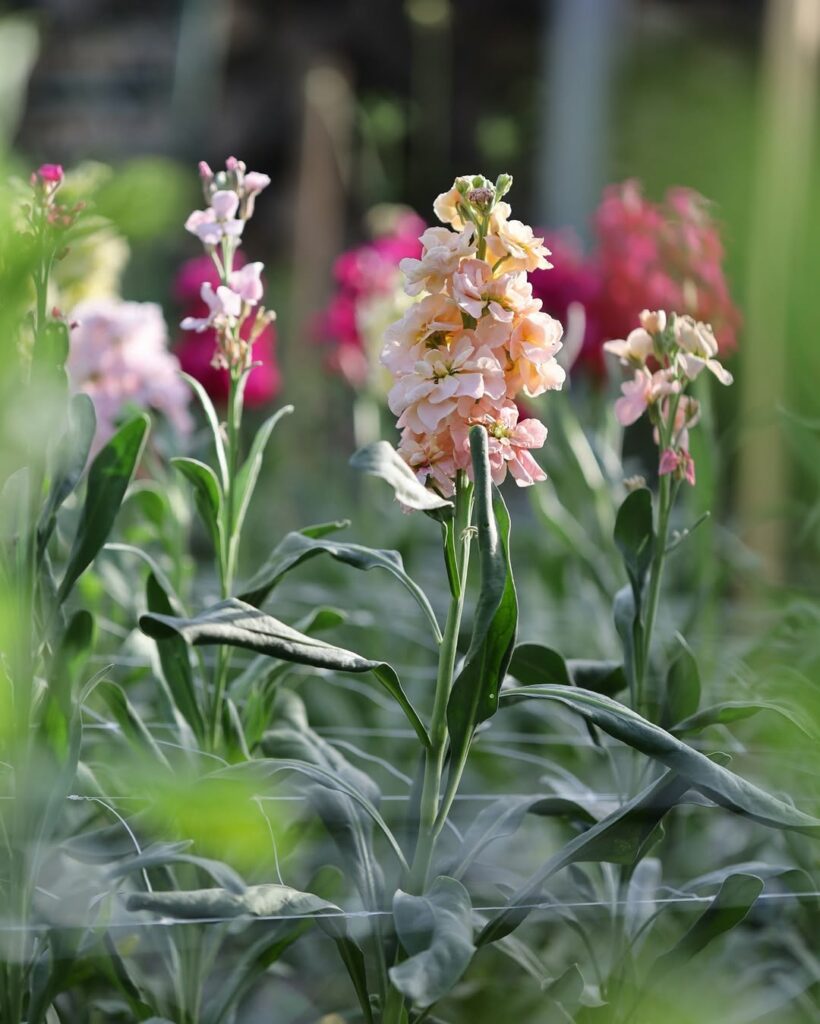 5 plantas perfeitas para comprar em julho e encher o jardim de charme no frio