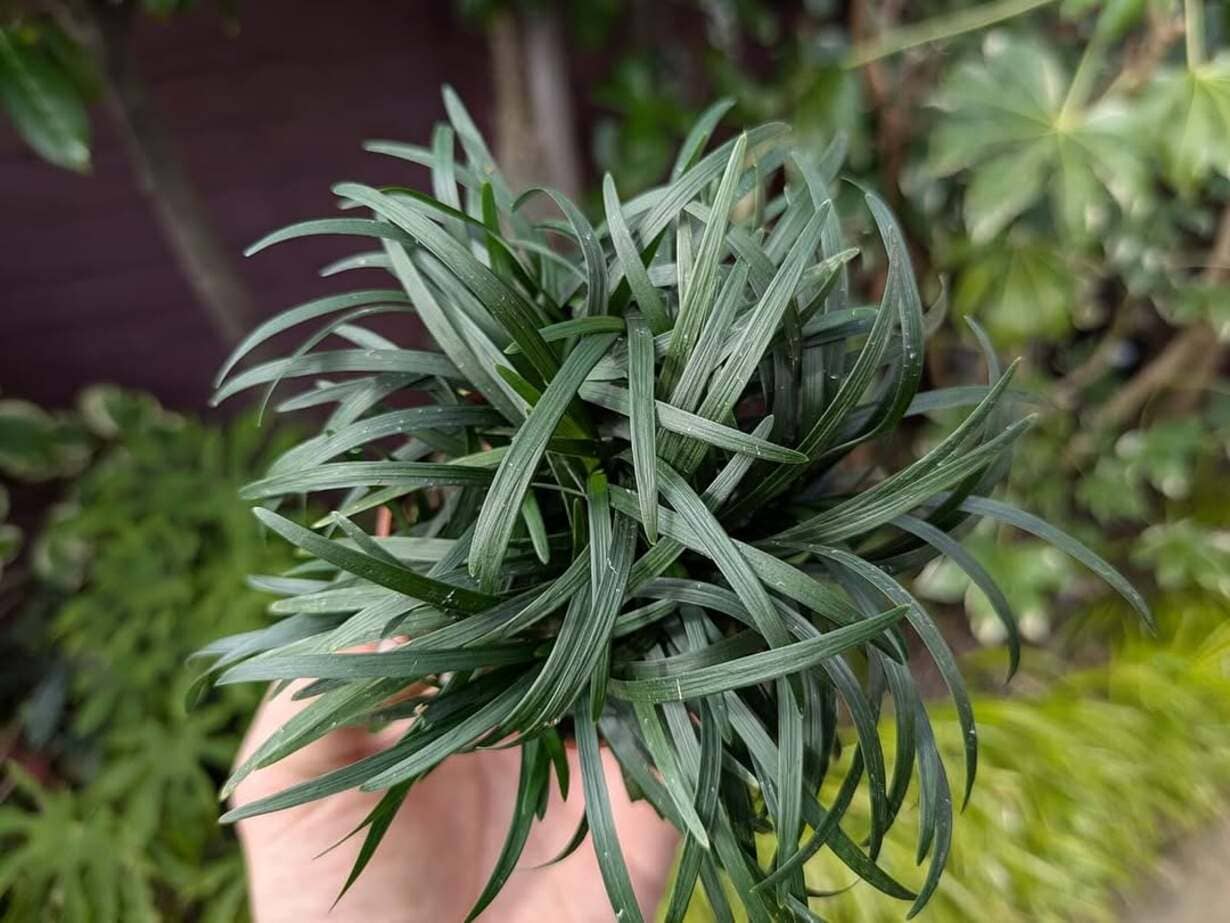 Grama-preta: a forração que dá textura, contraste e elegância ao seu paisagismo