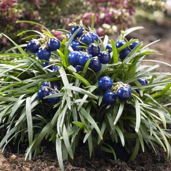 Grama-preta: a forração que dá textura, contraste e elegância ao seu paisagismo