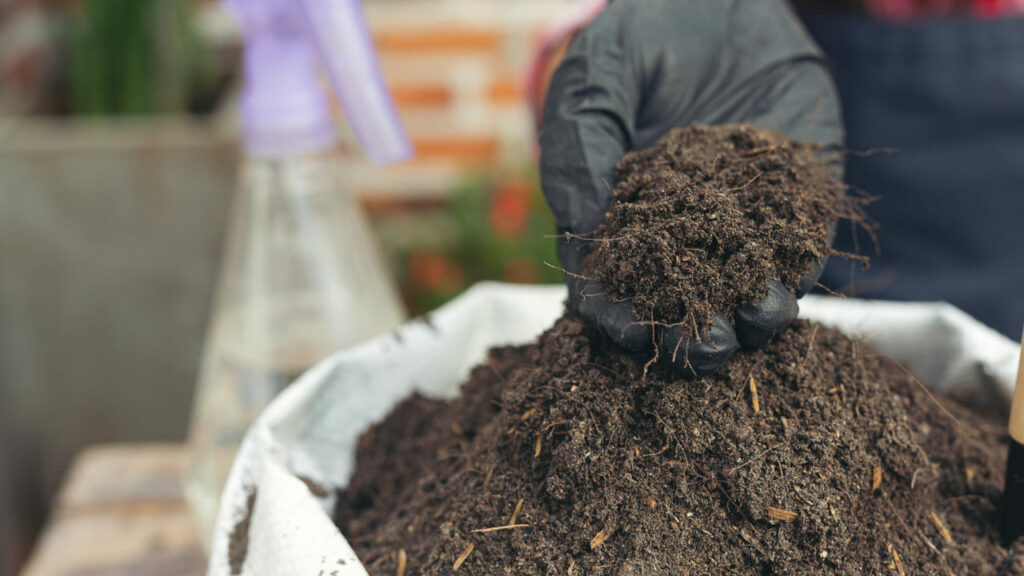 Por que o húmus de minhoca é o adubo mais indicado para flores e hortaliças