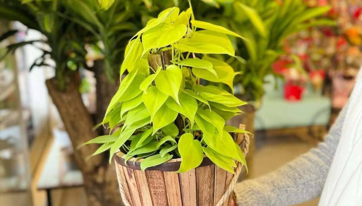 Jiboia-limão: a planta vibrante que ilumina qualquer canto da casa