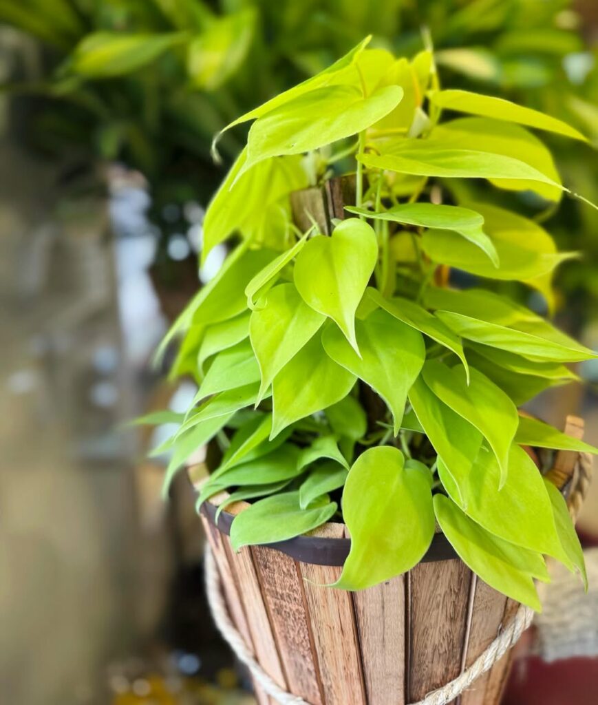 Jiboia-limão: a planta vibrante que ilumina qualquer canto da casa