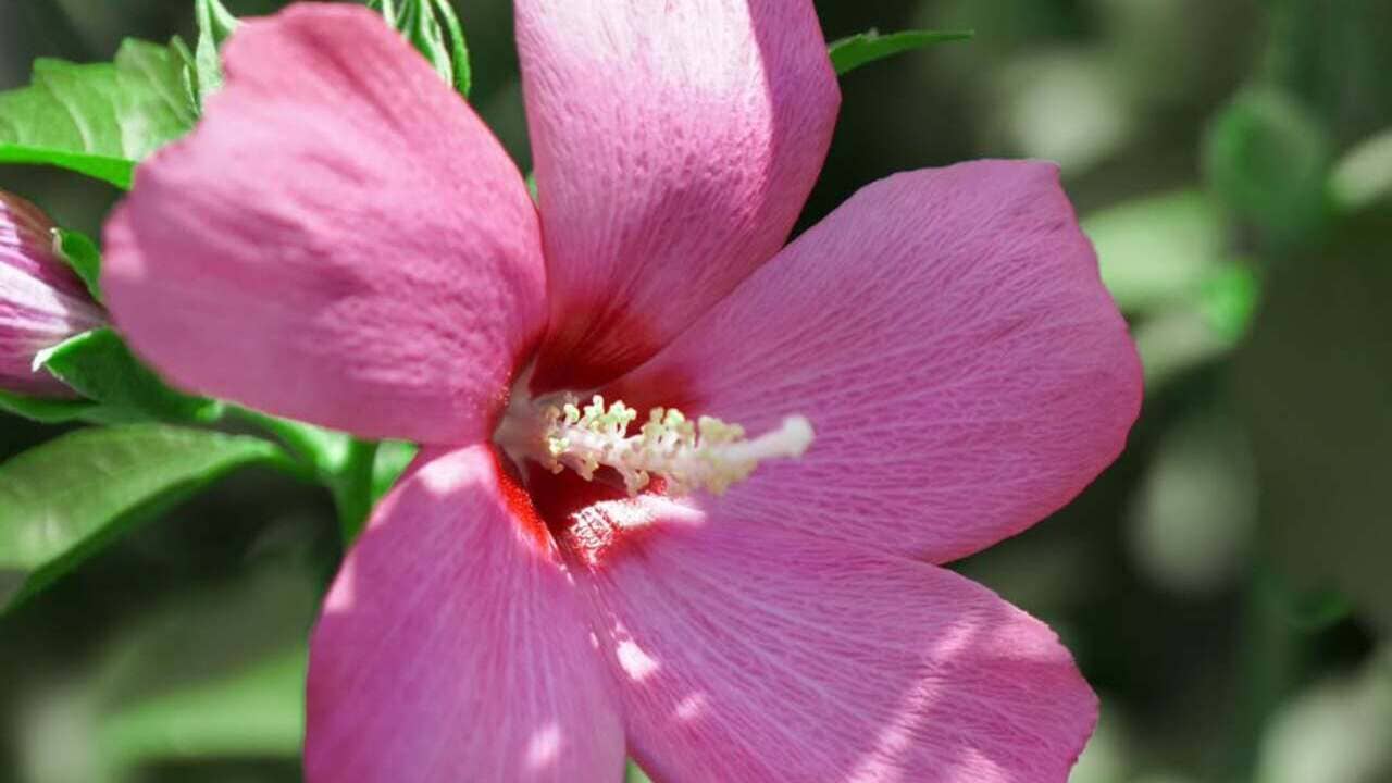 Rosa-de-sarom: a flor que cruzou séculos entre a fé e o paisagismo