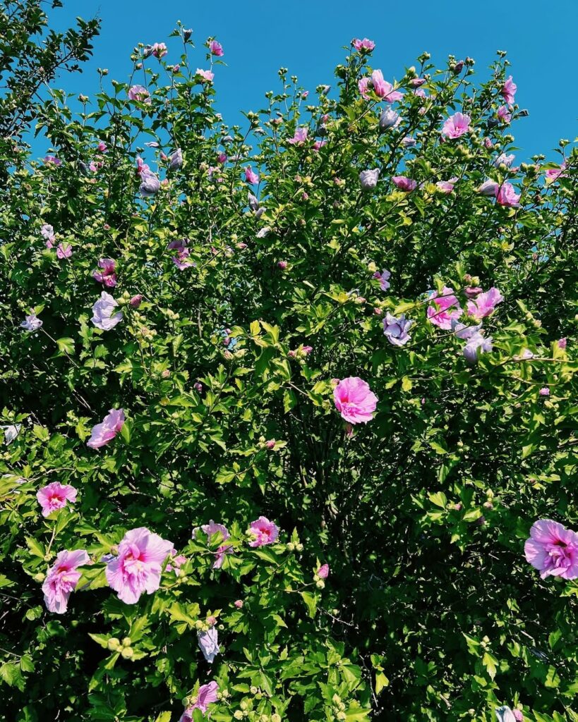 Rosa-de-sarom: a flor que cruzou séculos entre a fé e o paisagismo