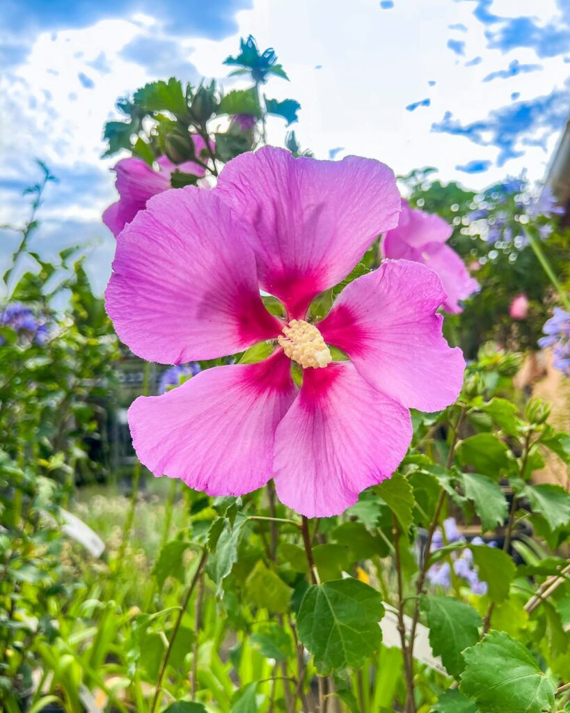 Rosa-de-sarom: a flor que cruzou séculos entre a fé e o paisagismo