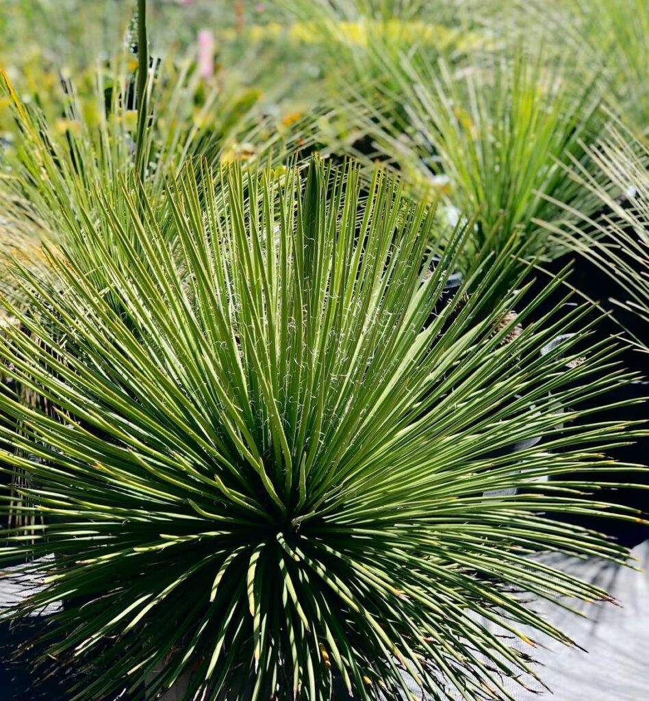 Agave palito: a suculenta mexicana que encanta pelo visual exótico