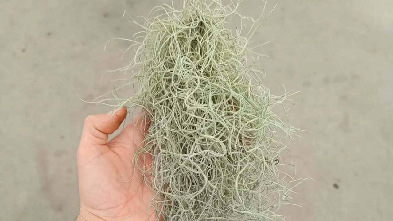 A surpreendente barba-de-velho, uma bromélia que vive suspensa