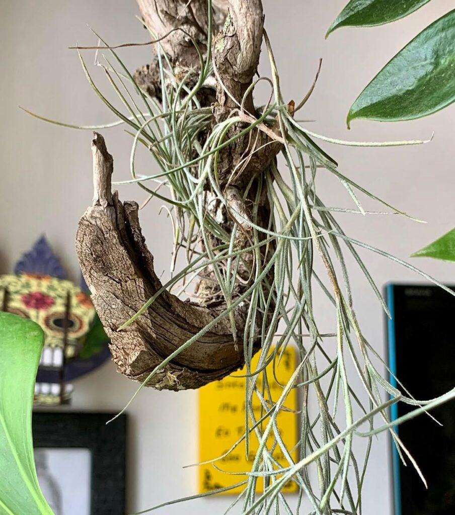 5 plantas diferentes para colecionar e admirar