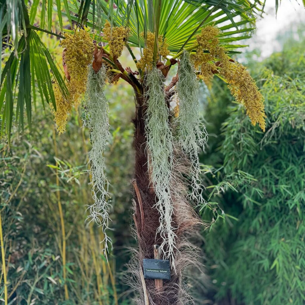 A surpreendente barba-de-velho, uma bromélia que vive suspensa