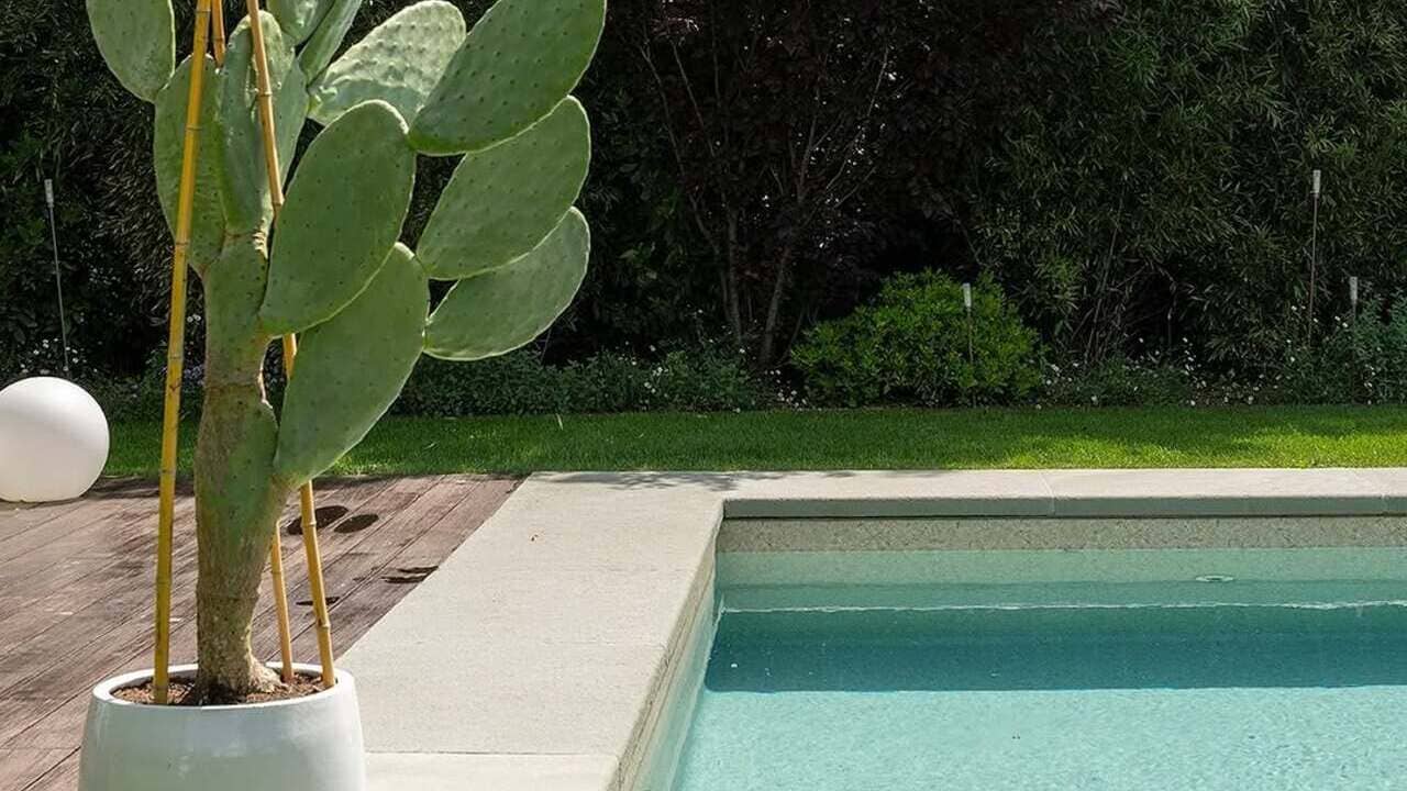 Cacto figueira-da-Índia: resistência, sabor e estética no mesmo jardim