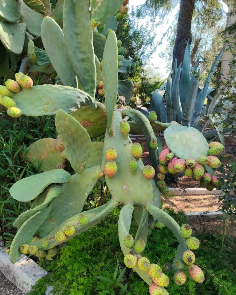 Cacto figueira-da-Índia: resistência, sabor e estética no mesmo jardim