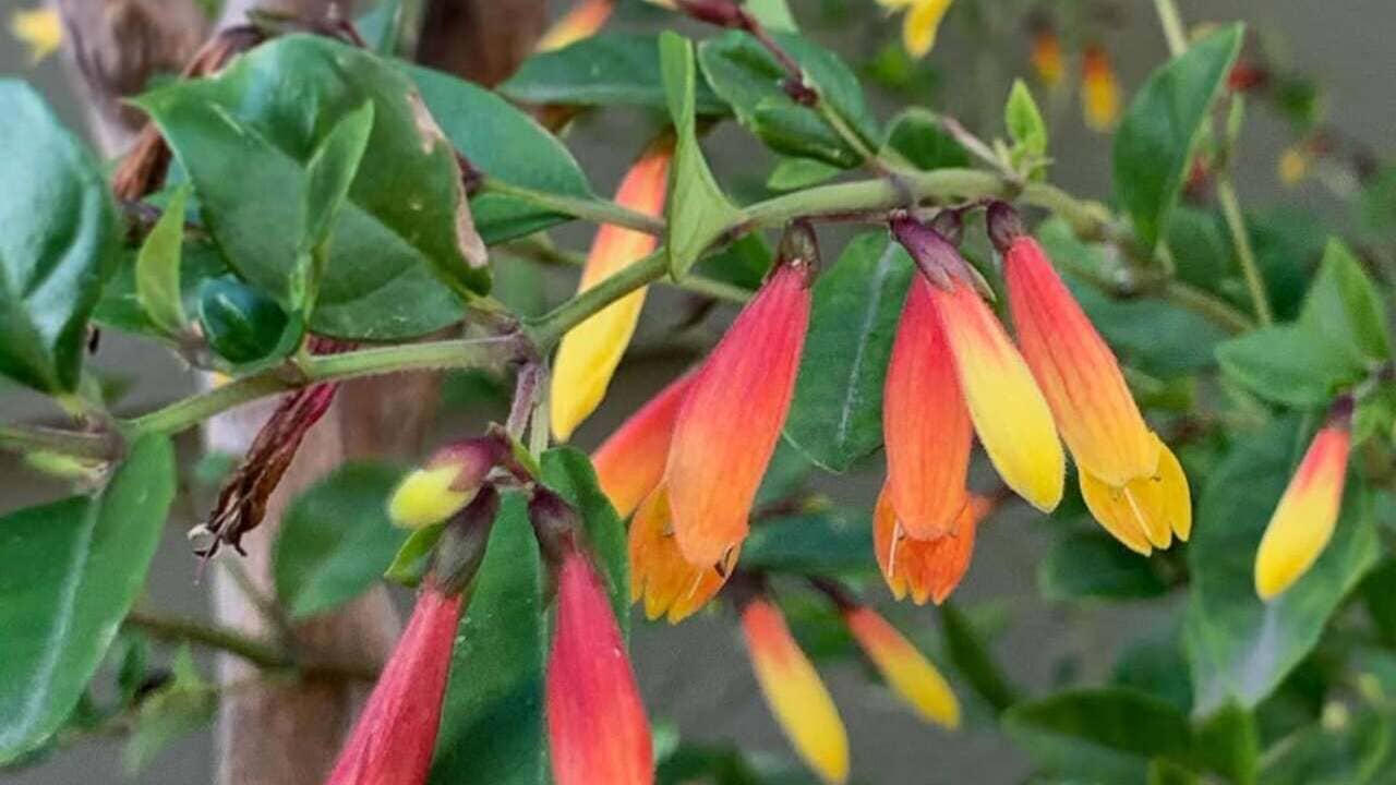 Justicia rizzinii: saiba como cultivar a farroupilha, joia botânica da Mata Atlântica