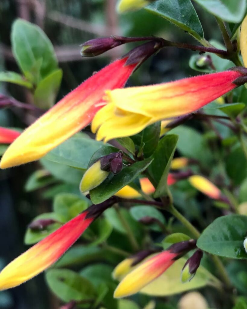 Justicia rizzinii: saiba como cultivar a farroupilha, joia botânica da Mata Atlântica