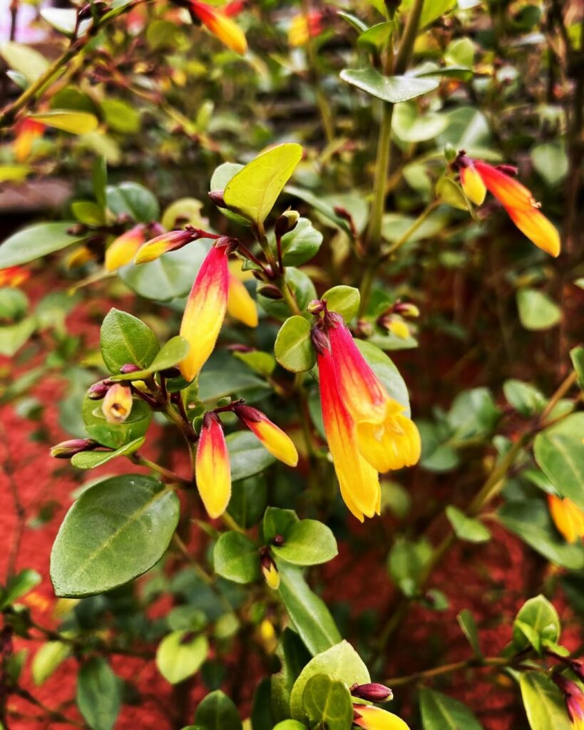 Justicia rizzinii: saiba como cultivar a farroupilha, joia botânica da Mata Atlântica