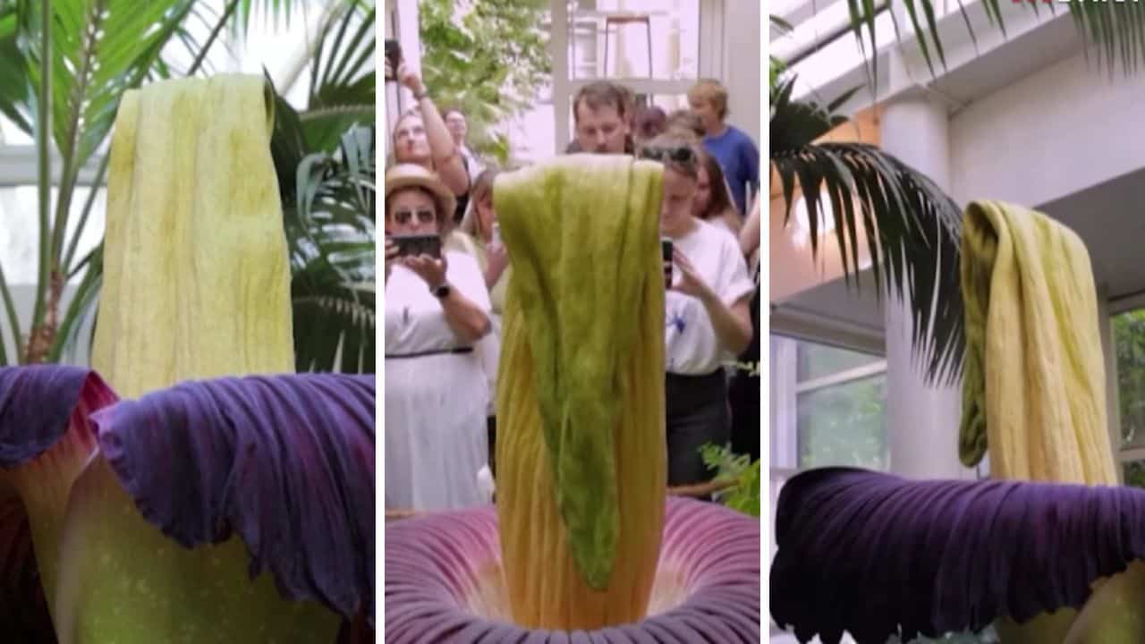 Flor-cadáver floresce na Polônia e atrai multidão com seu odor fétido