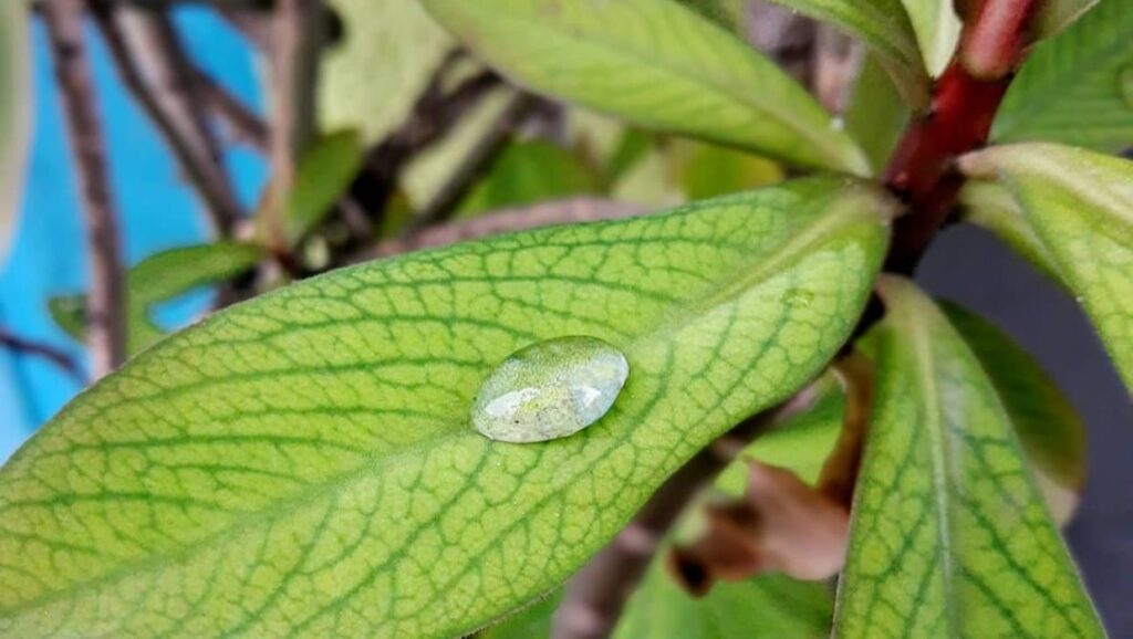 Euphorbia umbellata: como cuidar da planta ornamental conhecida como janaúba