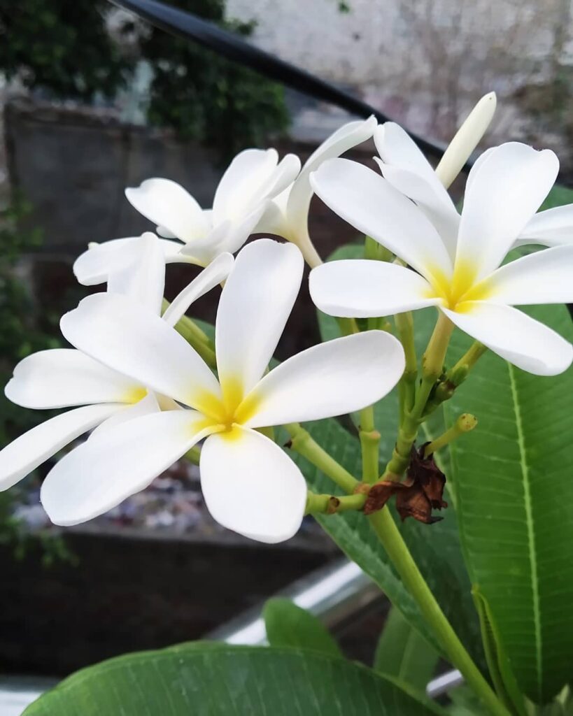 Planta Janaúba: entre o uso ornamental e medicinal, o que você precisa saber