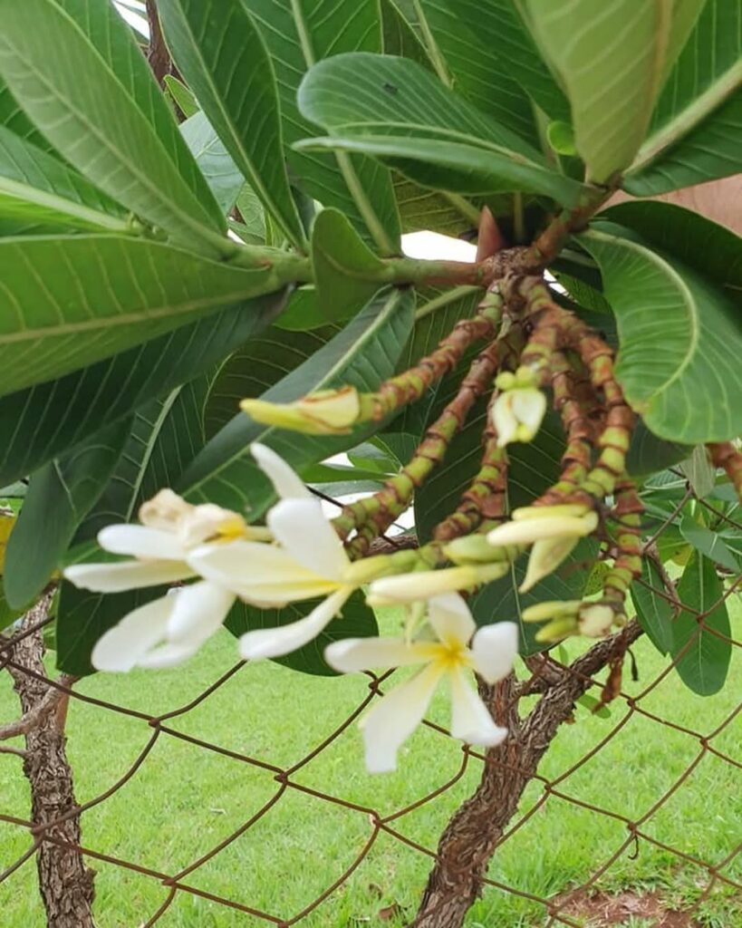 Planta Janaúba: entre o uso ornamental e medicinal, o que você precisa saber