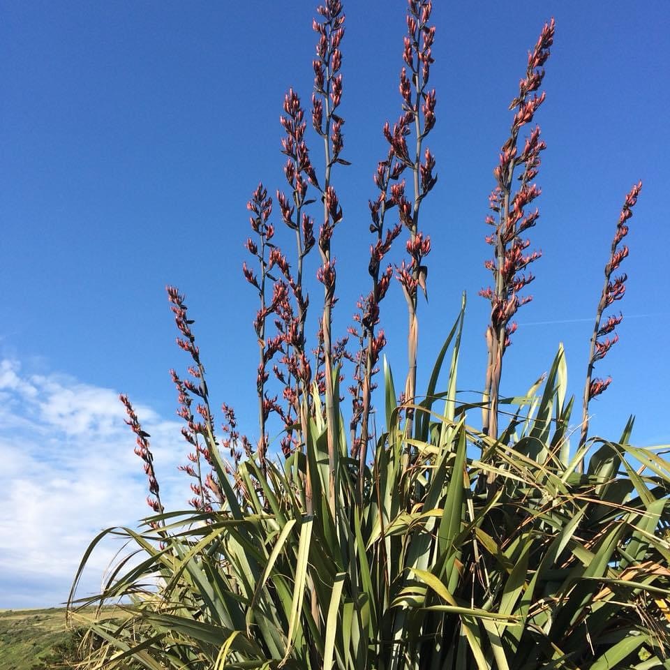 Formio: como cuidar da planta que valoriza o jardim o ano inteiro