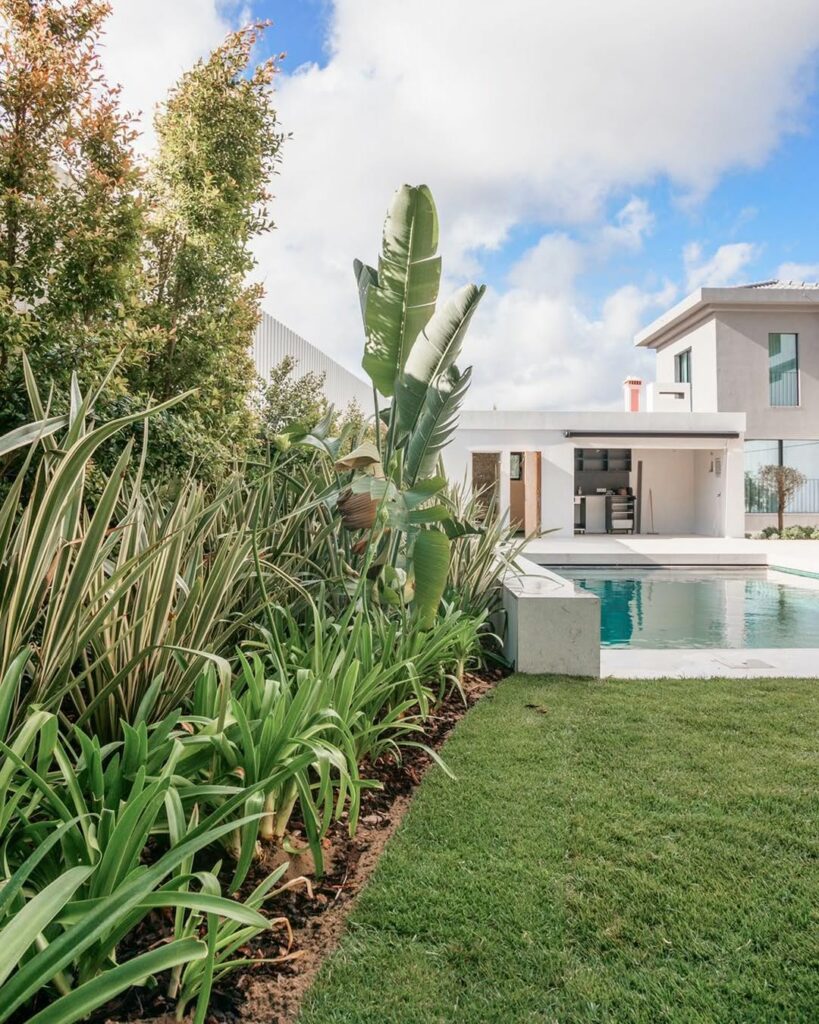 Formio: como cuidar da planta que valoriza o jardim o ano inteiro