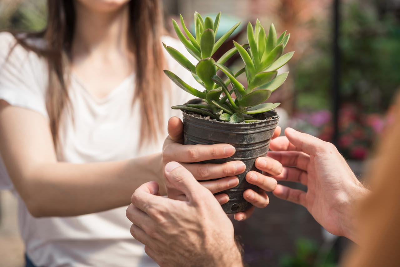 Plantas que simbolizam força e proteção para presentear no Dia dos Pais