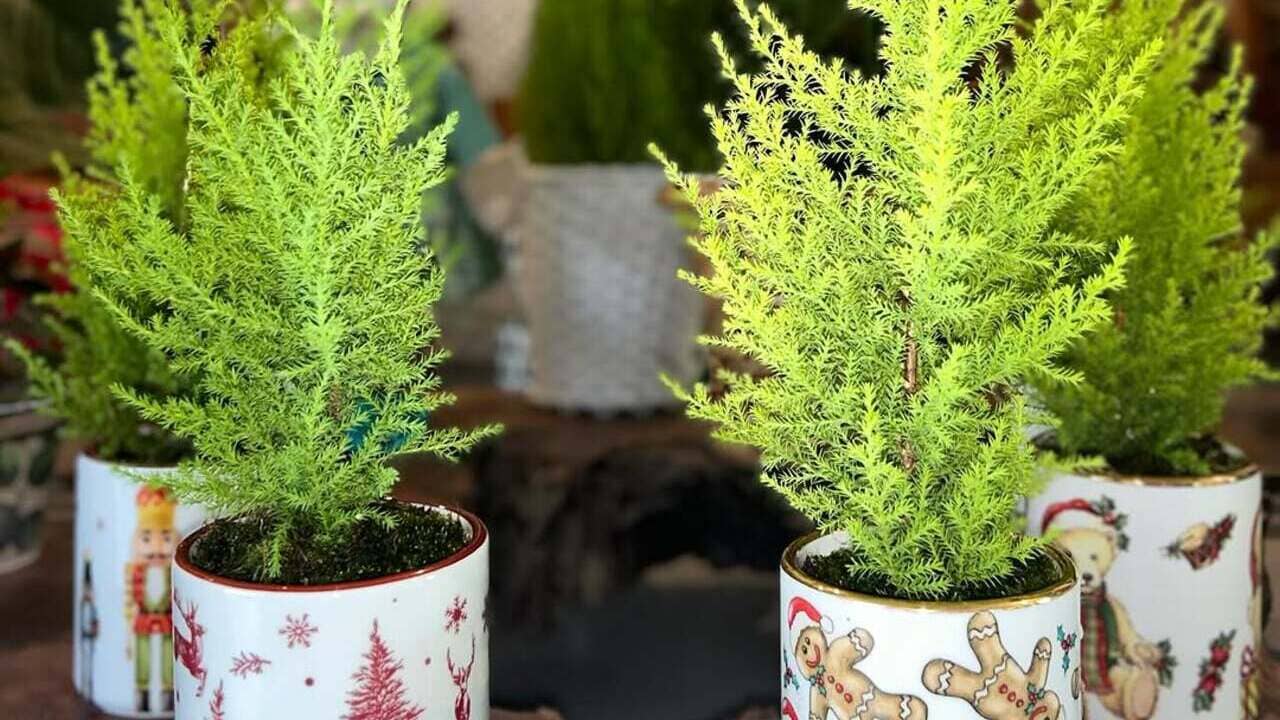 Tuia-holandesa: porte, necessidades e cuidados da espécie queridinha no Natal