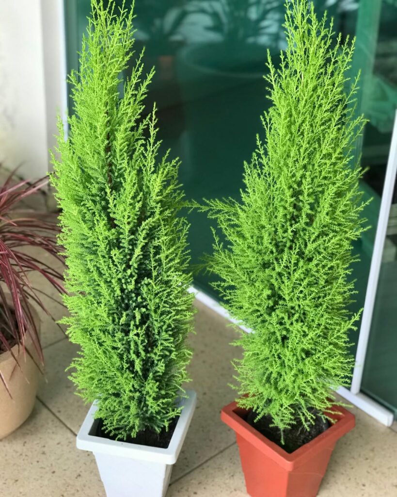 Tuia-holandesa: elegância perene e aroma marcante no paisagismo