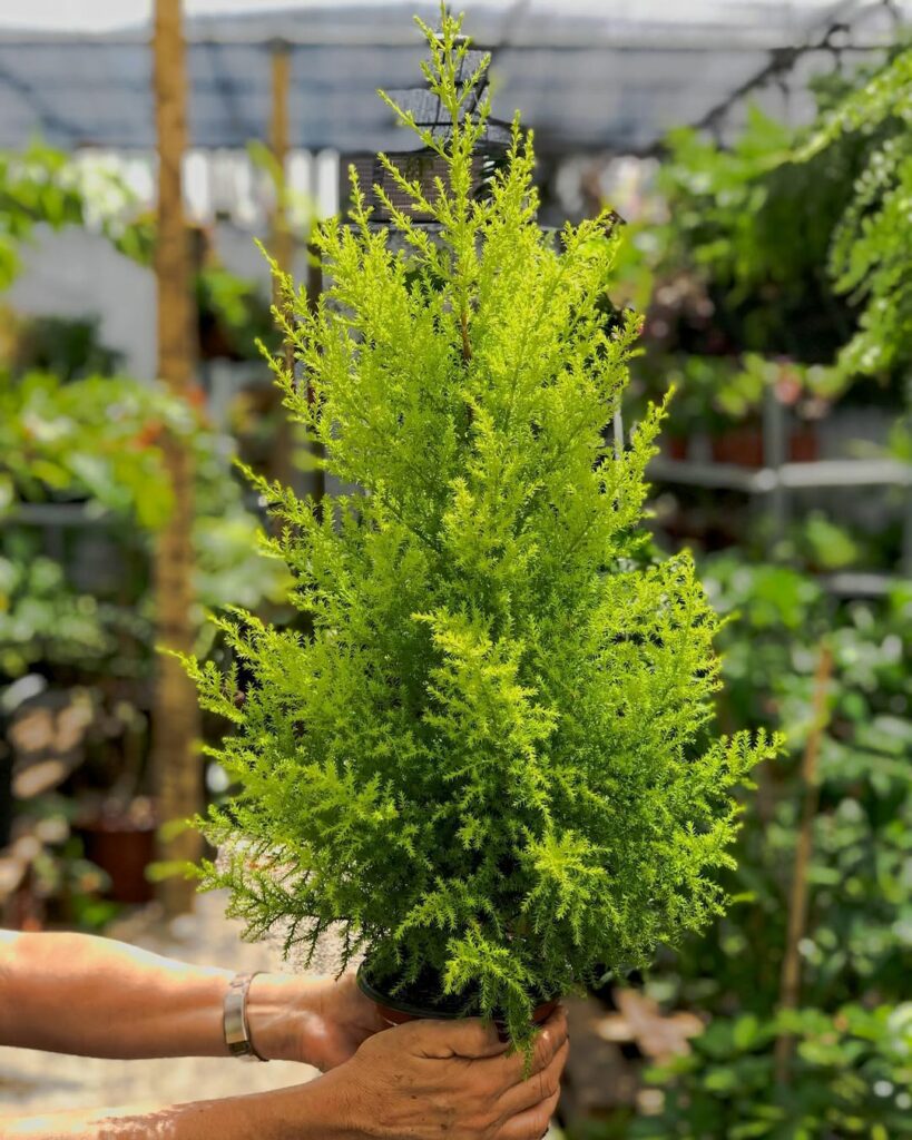 Tuia-holandesa: porte, necessidades e cuidados da espécie queridinha no Natal