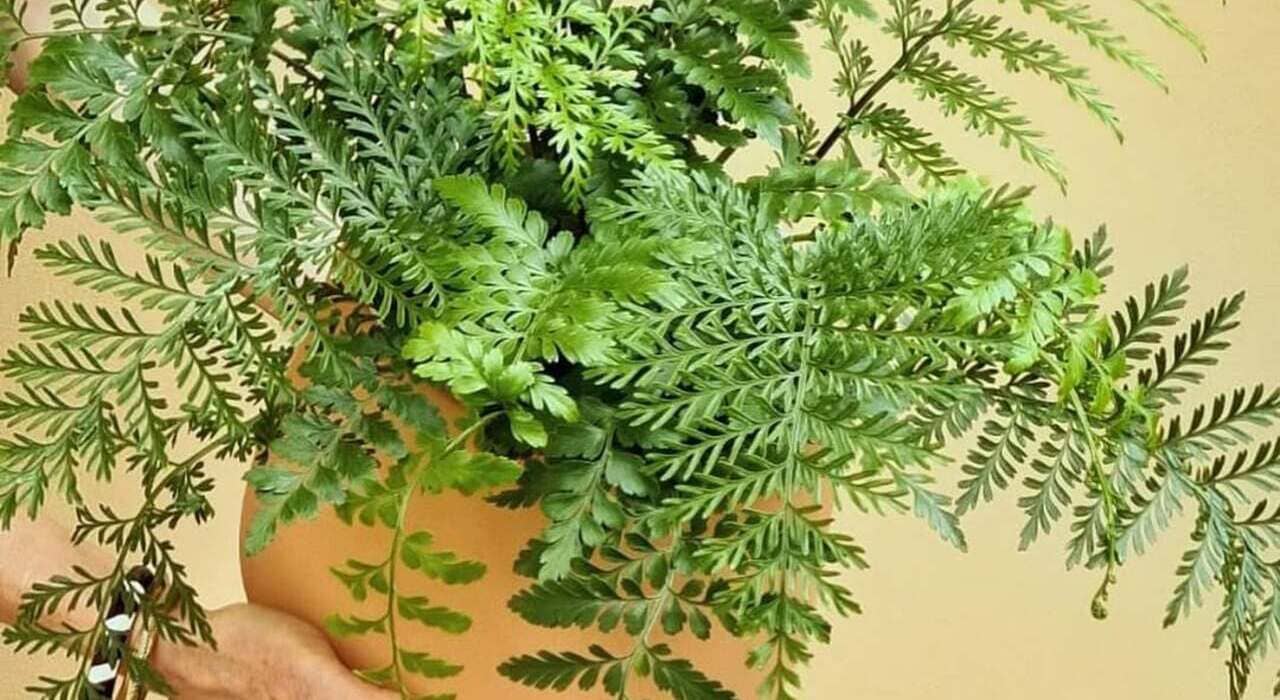 Asplenium Parvati: a samambaia escultural que valoriza interiores com sofisticação tropical