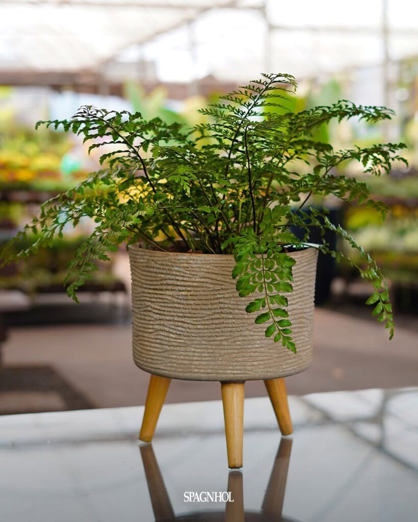 Asplenium Parvati: a samambaia escultural que valoriza interiores com sofisticação tropical