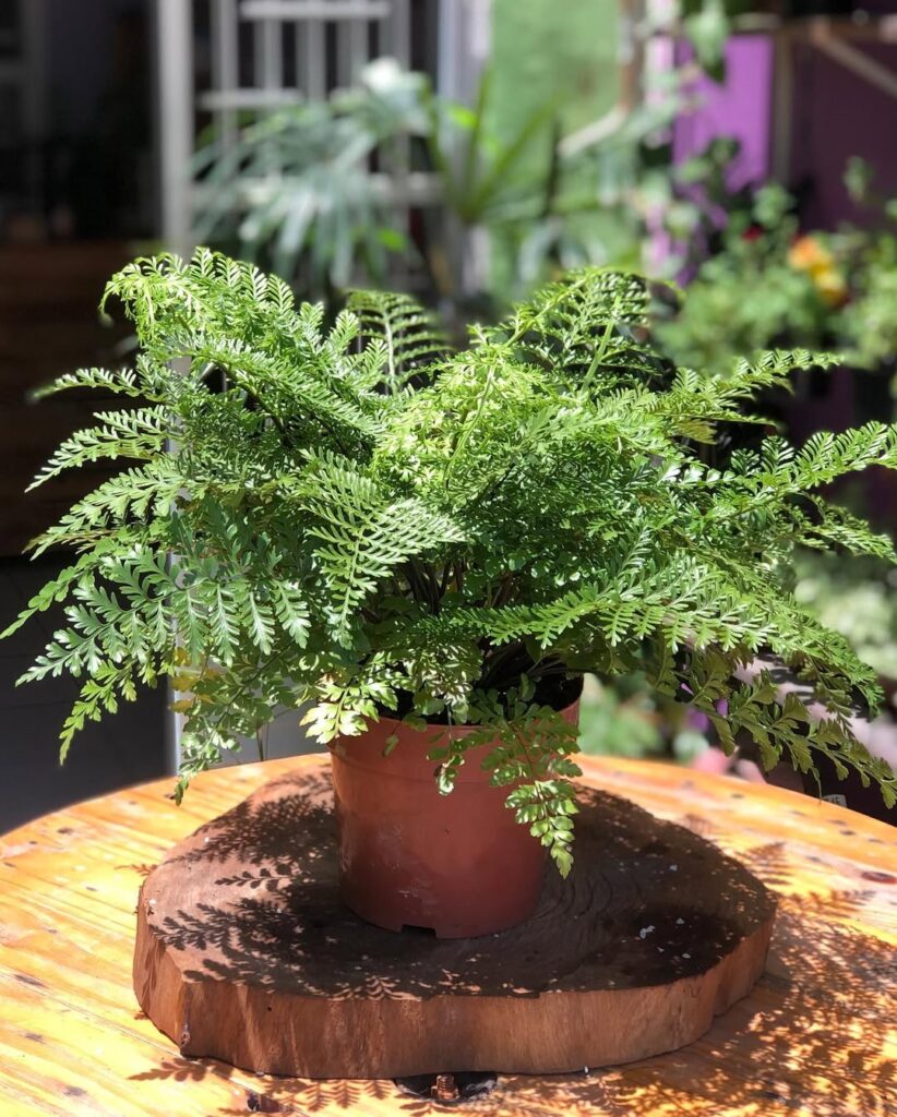 Asplenium Parvati: a samambaia escultural que valoriza interiores com sofisticação tropical
