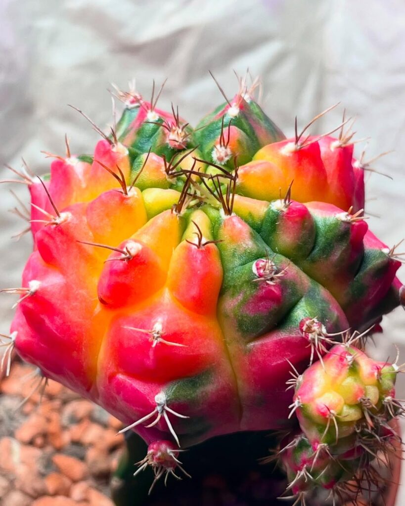 Cactos mutantes: o lado surpreendente das suculentas coloridas