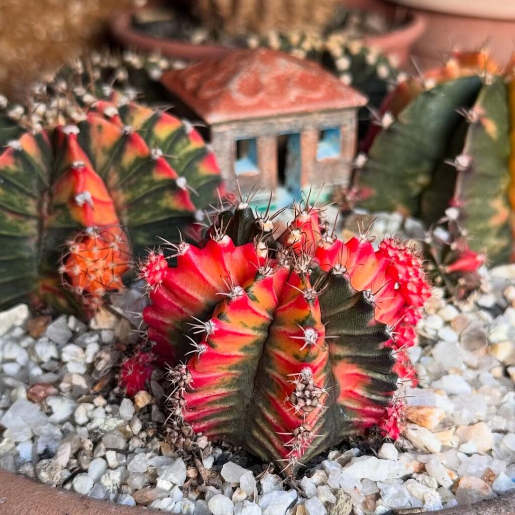 Cactos mutantes: o lado surpreendente das suculentas coloridas