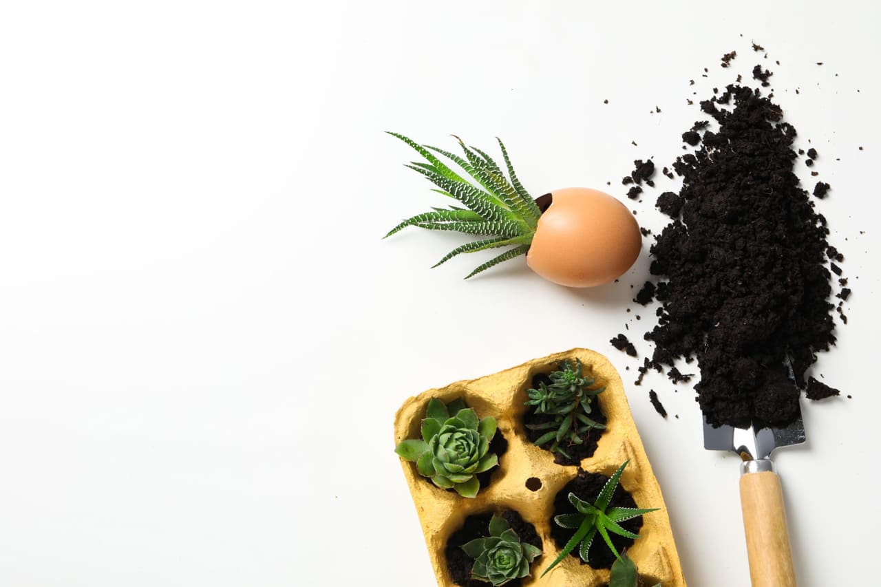 Adubo com casca de ovo: o segredo natural para plantas mais saudáveis