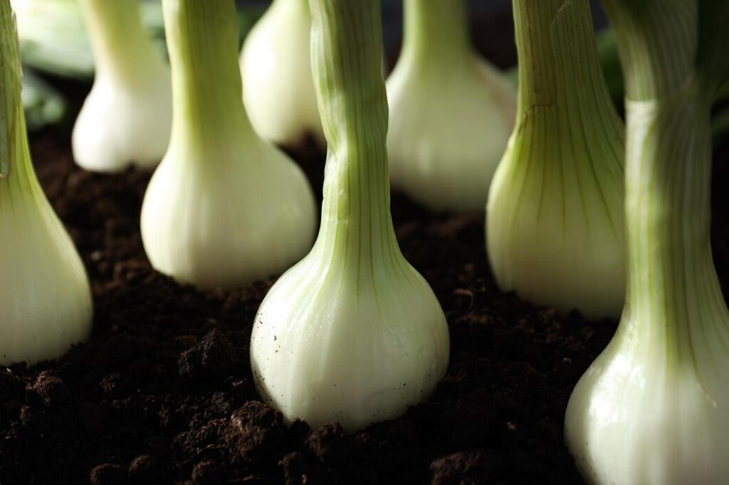 Você também achava que cebolinha era a parte verde da cebola? Saiba por que elas são plantas diferentes