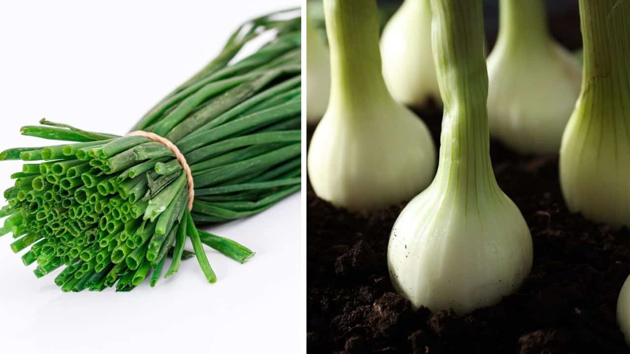 Você também achava que cebolinha era a parte verde da cebola? Saiba por que elas são plantas diferentes
