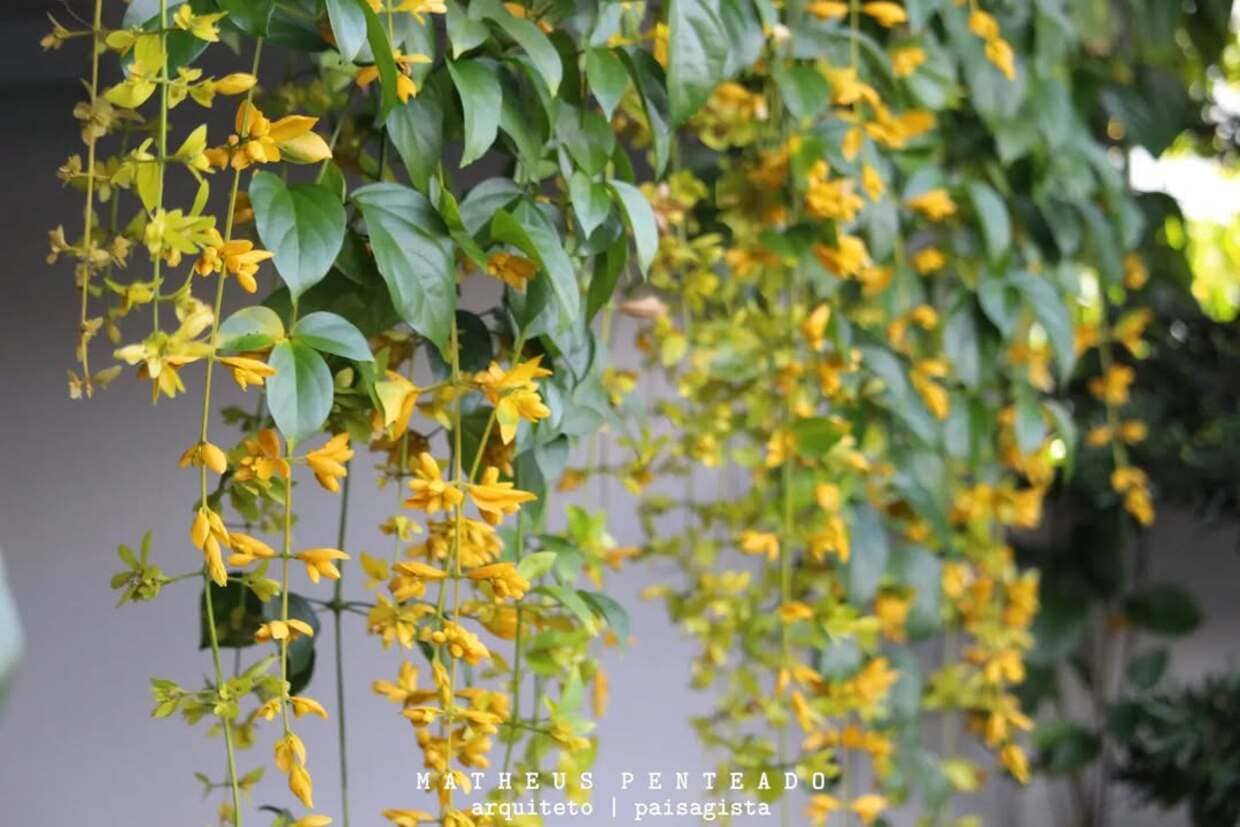 Congéia: conheça a trepadeira que floresce como uma nuvem encantada